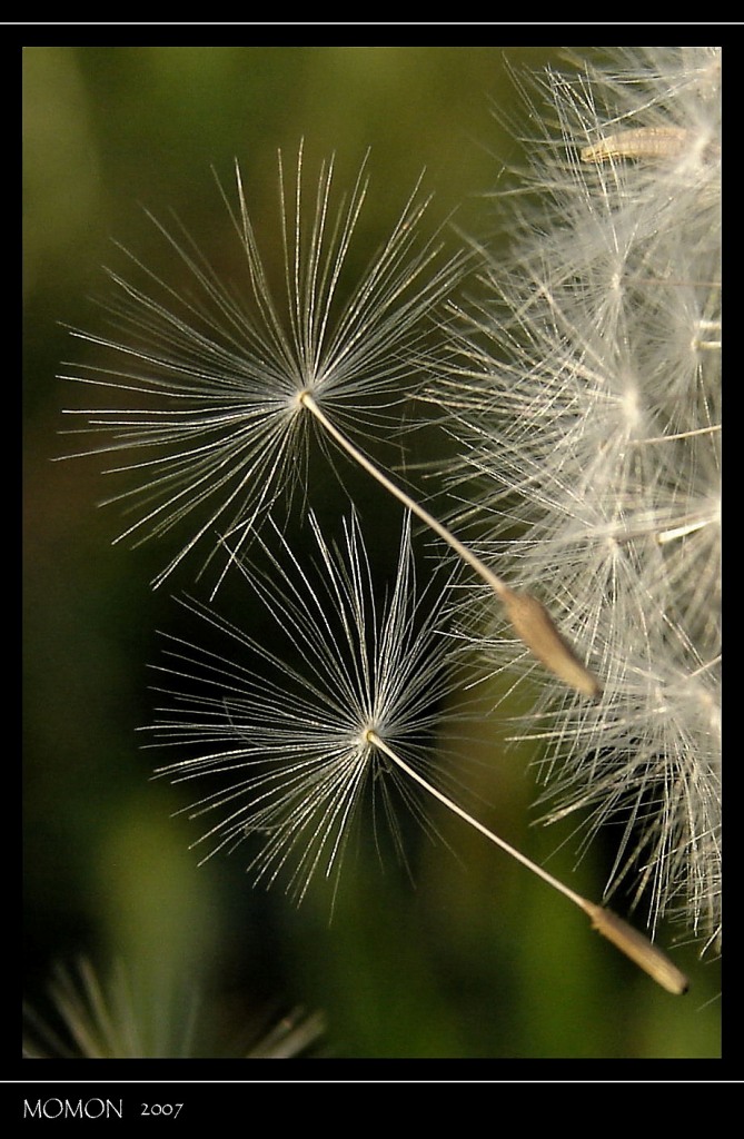 Taraxacum officinale